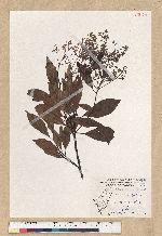 Machilus zuihoensis Hayata 香楠