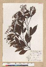 Machilus zuihoensis Hayata 香楠