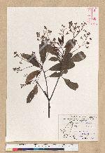 Machilus zuihoensis Hayata 香楠