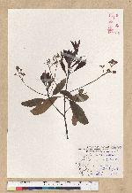 Machilus zuihoensis Hayata 香楠
