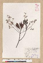 Machilus zuihoensis Hayata 香楠