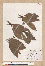 Neolitsea sp.