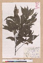 Castanopsis carlesii (Hemsl.) Hayata 長尾栲