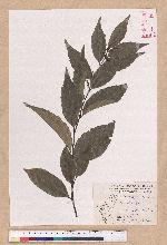 Castanopsis carlesii (Hemsl.) Hayata 長尾栲