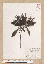 Machilus zuihoensis Hayata 香楠