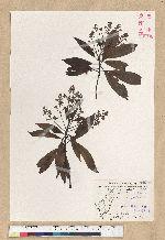 Machilus zuihoensis Hayata 香楠