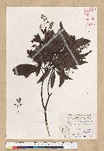 Machilus zuihoensis Hayata 香楠