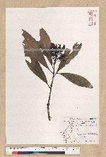 Machilus pseudolongifolia (Hayata) Kost.