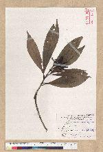 Machilus pseudolongifolia (Hayata) Kost.