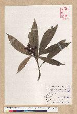 Machilus pseudolongifolia (Hayata) Kost.
