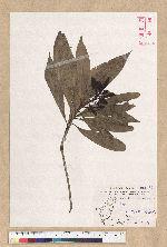 Machilus pseudolongifolia (Hayata) Kost.