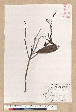 Machilus psendolongifolia Hayata 假長葉楠