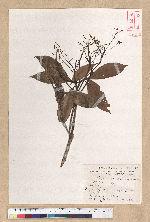 Machilus psendolongifolia Hayata 假長葉楠