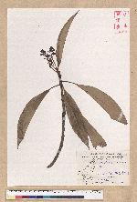 Machilus japonica Siebold et Zucc. var. kusanoi (Hayata) Liao 大葉楠