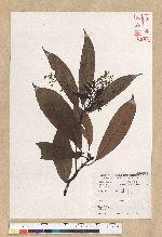 Machilus zuihoensis Hayata var. mushaensis (Lu) Y. C. Liu 青葉楠(霧社楨楠)