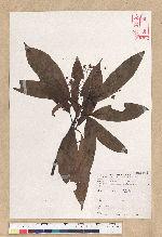 Machilus zuihoensis Hayata var. mushaensis (Lu) Y. C. Liu 青葉楠(霧社楨楠)