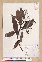 Machilus zuihoensis Hayata var. mushaensis (Lu) Y. C. Liu 青葉楠(霧社楨楠)