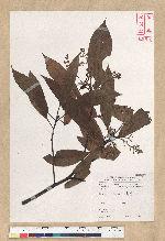 Machilus zuihoensis Hayata var. mushaensis (Lu) Y. C. Liu 青葉楠(霧社楨楠)