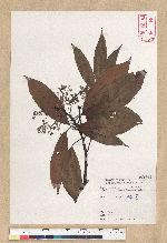 Machilus zuihoensis Hayata var. mushaensis (Lu) Y. C. Liu 青葉楠(霧社楨楠)