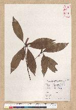 Neolitsea aciculata (Blume) Koidz. var. variabillima (Hayata) J. C. Liao 變葉新木薑子