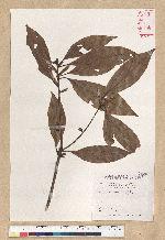 Neolitsea aciculata (Blume) Koidz. var. variabillima (Hayata) J. C. Liao 變葉新木薑子
