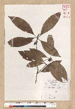 Neolitsea aciculata (Blume) Koidz. var. variabillima (Hayata) J. C. Liao 變葉新木薑子