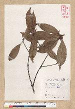 Neolitsea aciculata (Blume) Koidz. var. variabillima (Hayata) J. C. Liao 變葉新木薑子