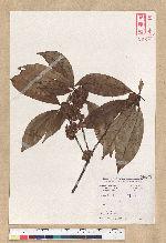 Neolitsea aciculata (Blume) Koidz. var. variabillima (Hayata) J. C. Liao 變葉新木薑子