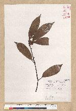 Neolitsea aciculata (Blume) Koidz. var. variabillima (Hayata) J. C. Liao 變葉新木薑子