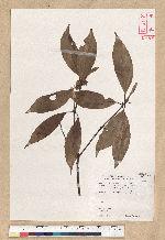 Neolitsea aciculata (Blume) Koidz. var. variabillima (Hayata) J. C. Liao 變葉新木薑子