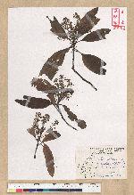 Machilus zuihoensis Hayata var. mushaensis (Lu) Y. C. Liu 青葉楠(霧社楨楠)