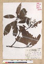 Machilus zuihoensis Hayata var. mushaensis (Lu) Y. C. Liu 青葉楠(霧社楨楠)