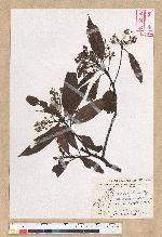 Machilus zuihoensis Hayata var. mushaensis (Lu) Y. C. Liu 青葉楠(霧社楨楠)