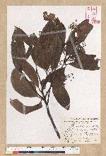 Machilus zuihoensis Hayata var. mushaensis (Lu) Y. C. Liu 青葉楠(霧社楨楠)