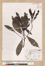 Machilus psendolongifolia Hayata 假長葉楠