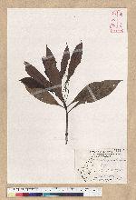 Machilus psendolongifolia Hayata 假長葉楠