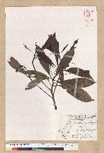 Machilus psendolongifolia Hayata 假長葉楠