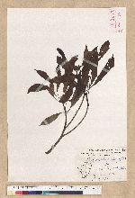 Machilus psendolongifolia Hayata 假長葉楠