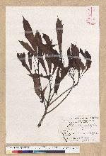 Machilus psendolongifolia Hayata 假長葉楠