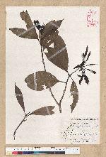 Machilus psendolongifolia Hayata 假長葉楠
