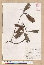 Machilus psendolongifolia Hayata 假長葉楠
