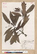 Machilus psendolongifolia Hayata 假長葉楠