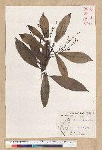 Machilus psendolongifolia Hayata 假長葉楠