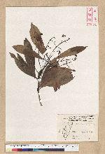 Machilus psendolongifolia Hayata 假長葉楠