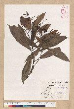 Machilus psendolongifolia Hayata 假長葉楠