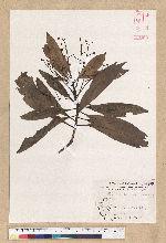 Machilus psendolongifolia Hayata 假長葉楠