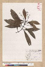 Machilus psendolongifolia Hayata 假長葉楠