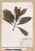 Machilus psendolongifolia Hayata 假長葉楠