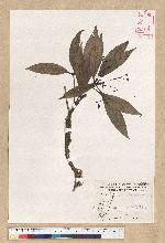 Machilus psendolongifolia Hayata 假長葉楠