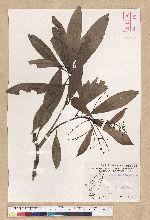 Machilus psendolongifolia Hayata 假長葉楠